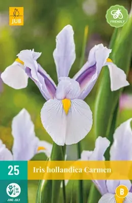 JUB Holland Iris hollandica Carmen - 25 st.