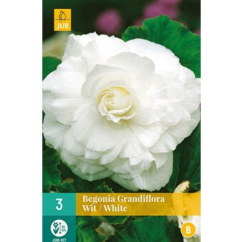 JUB Begonia grandiflora wit - 3 st.