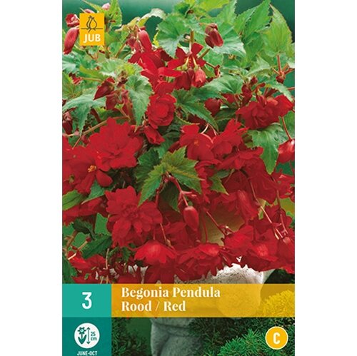 JUB Begonia pendula rood - 3 st.