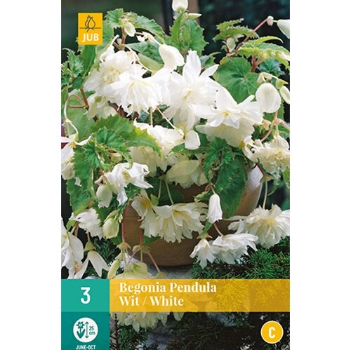 JUB Begonia pendula wit - 3 st.