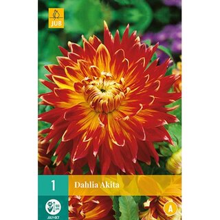 JUB Dahlia akita - 1 st.