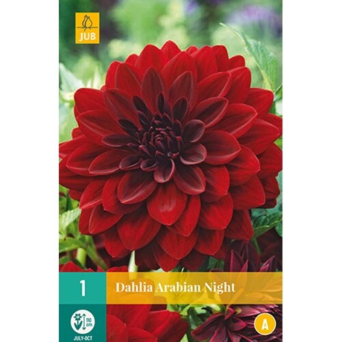 JUB Dahlia arabian night - 1 st.