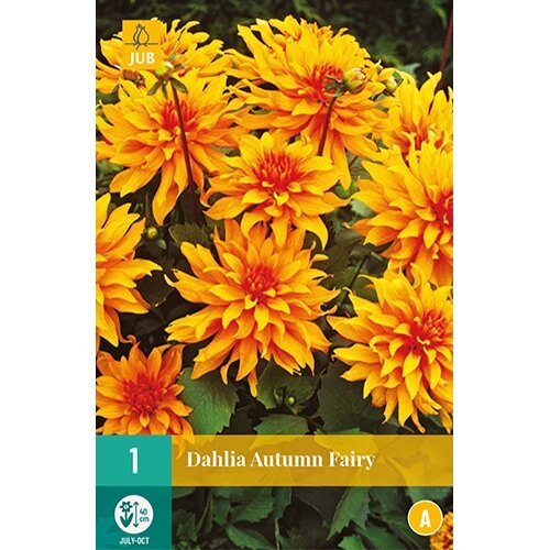 JUB Dahlia autumn fairy - 1 st.