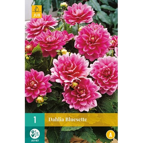 JUB Dahlia bluesette - 1 st.