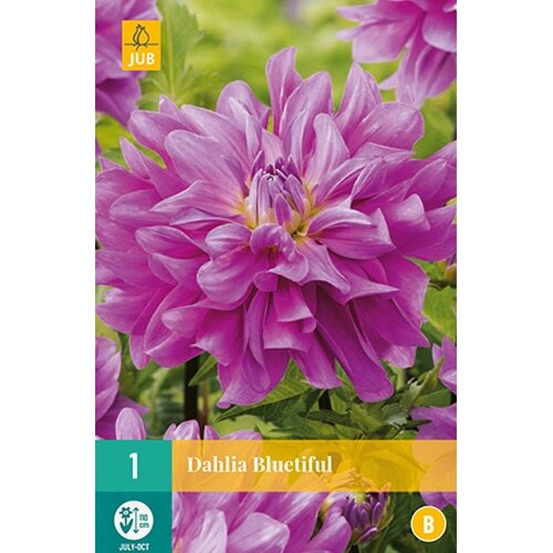 JUB Dahlia bluetiful - 1 st.