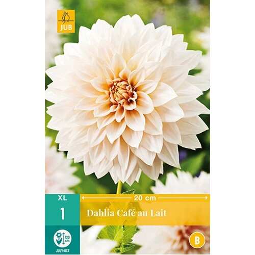 JUB Dahlia cafe au lait - 1 st.