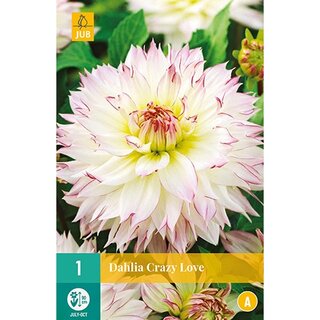 JUB Dahlia crazy love - 1 st.