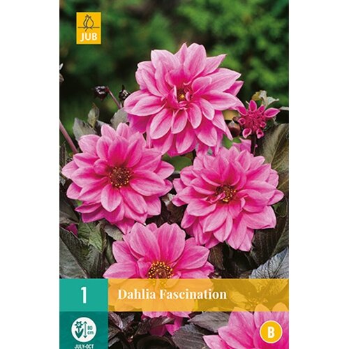 JUB Dahlia fascination - 1 st.