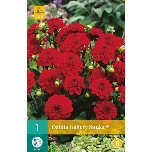 JUB Dahlia gallery singer® - 1 st.