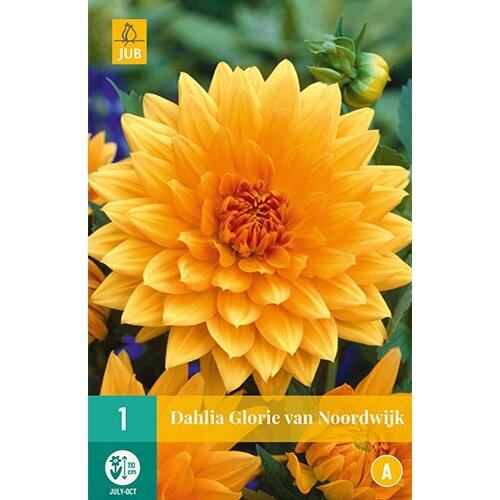 JUB Dahlia glorie van noordwijk - 1 st.