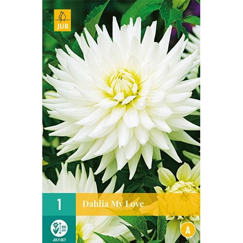 JUB Dahlia my love - 1 st.