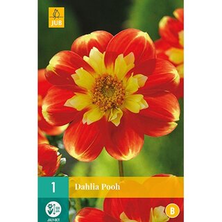 JUB Dahlia pooh - 1 st.