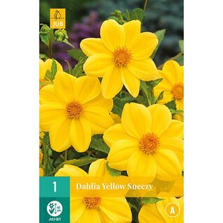 JUB Dahlia yellow sneezy - 1 st.