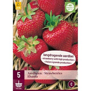 JUB Fragaria elsanta - 5 st.