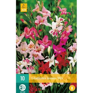 JUB Gladiolus nanus mix - 10 st.