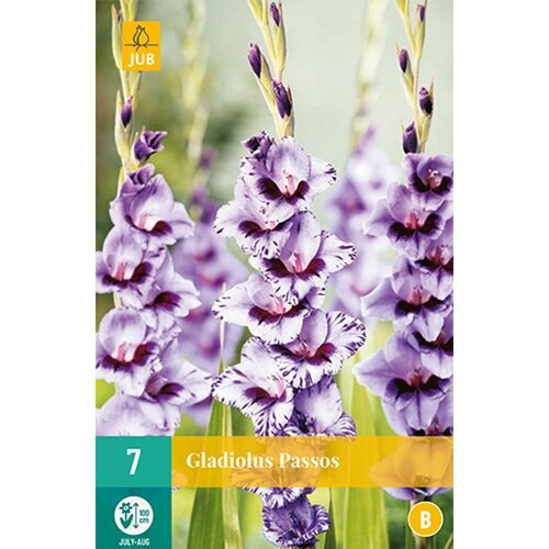 JUB Gladiolus passos - 7 st.