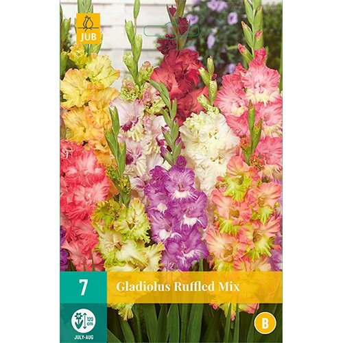 JUB Gladiolus ruffled mix - 7 st.