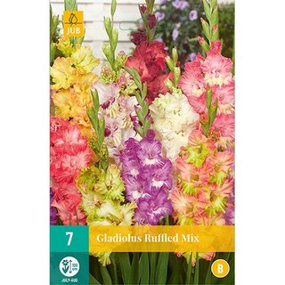 JUB Gladiolus ruffled mix - 7 st.