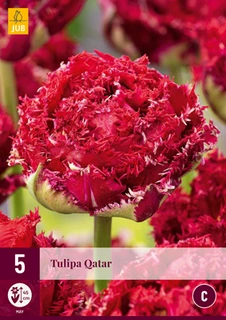 JUB Holland Tulipa Qatar - 5 st.