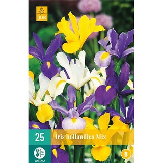 JUB Iris hollandica mix - 25 st.