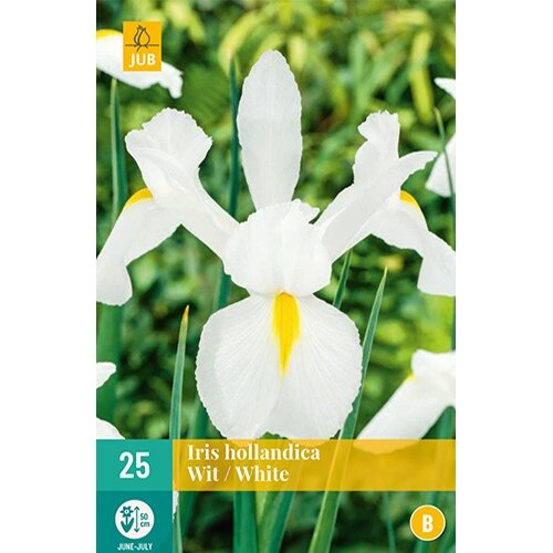 JUB Iris hollandica wit - 25 st.