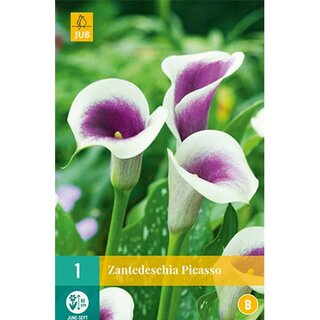 JUB Zantedeschia picasso - 1 st.