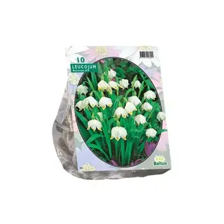 Baltus Leucojum - 10 st.