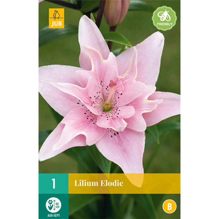 JUB Holland Lilium Elodie - 1 st.