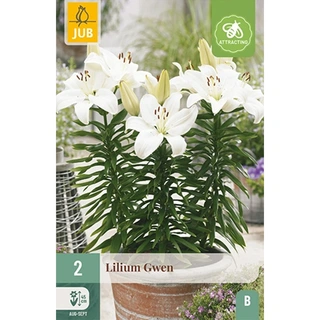 JUB Holland Lilium Gwen - 2 st. | De Boet