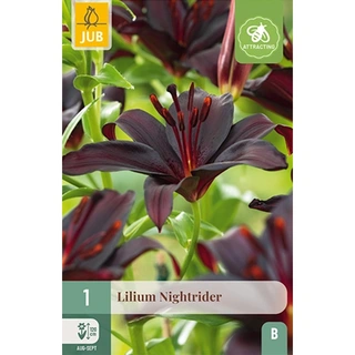 JUB Holland Lilium Nightrider - 1 st. | De Boet