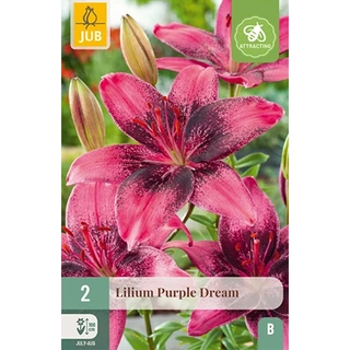 JUB Holland Lilium Purple Dream - 2 st. | De Boet