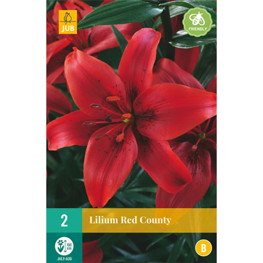 JUB Holland Lilium Red County - 2 st.