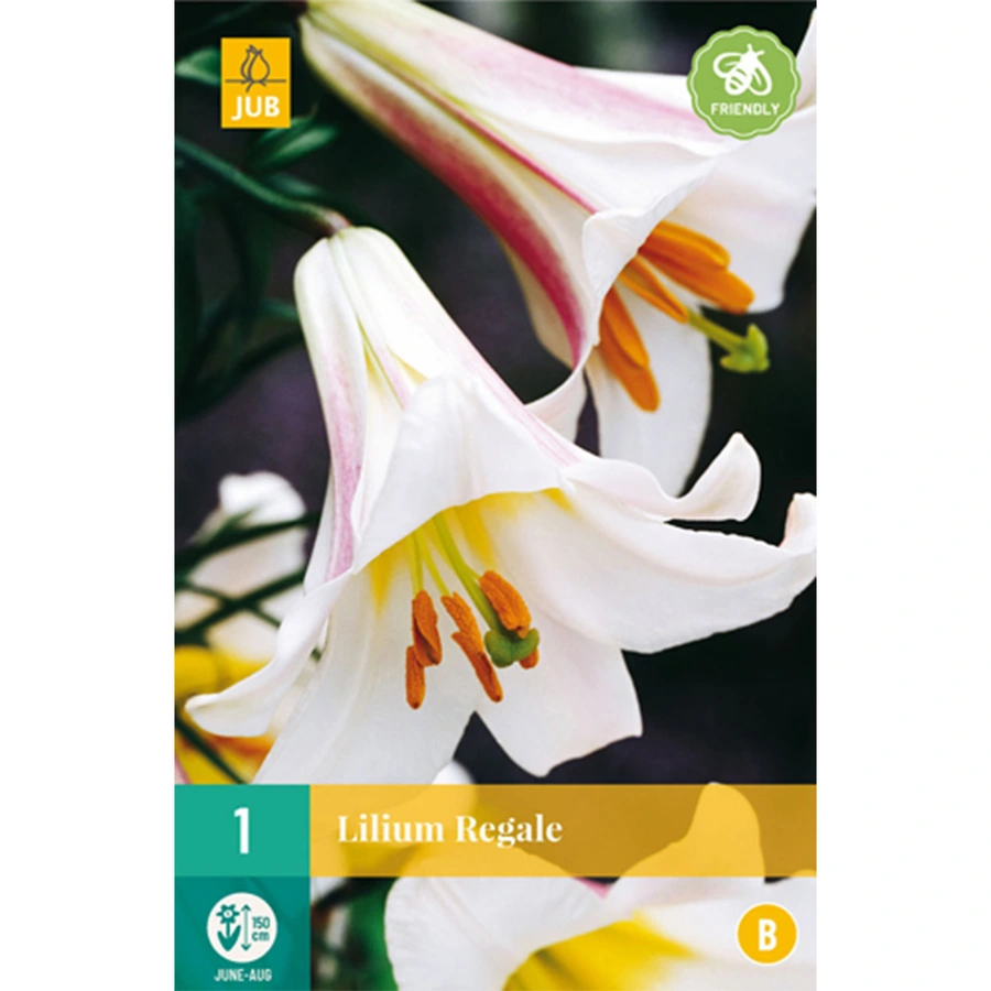 JUB Holland Lilium Regale - 1 st.