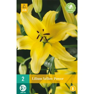 JUB Holland Lilium Yellow Power - 2 st.