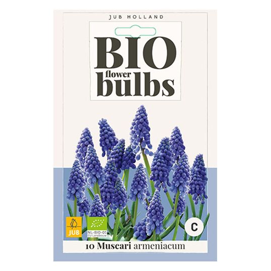 Muscari armeniacum - 10 st.