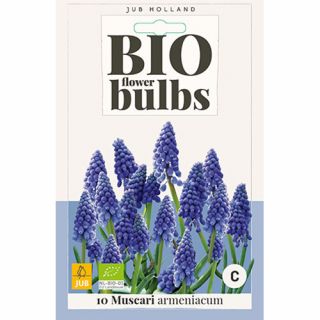 Muscari armeniacum - 10 st.