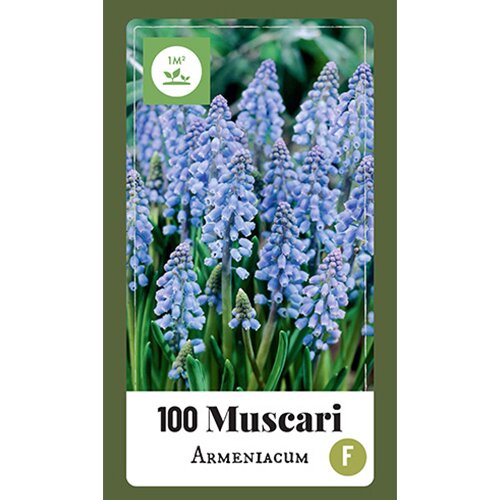 Muscari armeniacum - 100 st.