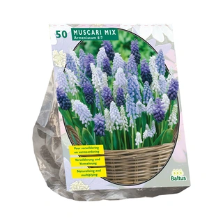 Baltus Muscari Mix - 50 st.