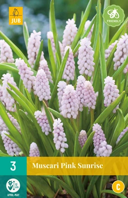 JUB Holland Muscari Pink Sunrise - 3 st.