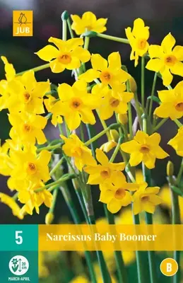 JUB Holland Narcissus Baby Boomer - 5 st.