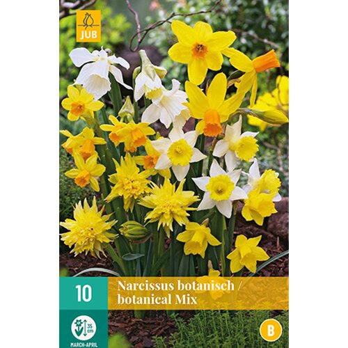 Narcissus Botanisch mix - 10 st.