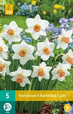 JUB Holland Narcissus Charming Lady - 5 st.