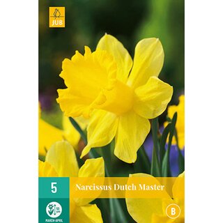 Narcissus Dutch Master - 5 st.