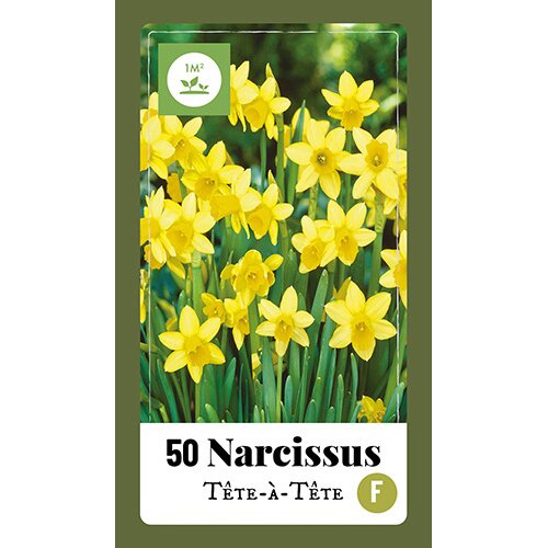 Narcissus Tête-à-Tête - 50 st.