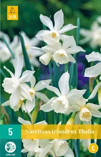 JUB Holland Narcissus triandrus Thalia - 5 st.