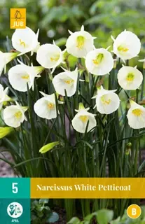 JUB Holland Narcissus White Petticoat - 5 st.