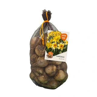 Baltus Narcissus Yellow Mix - 40 st.