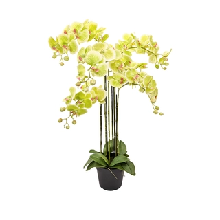 Orchidee Kunstplant 6-tak 88 cm - Groen