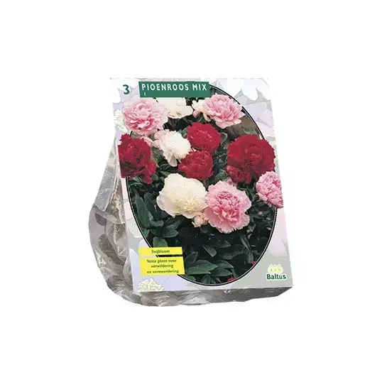 Baltus Paeonia Mix - 3 st.