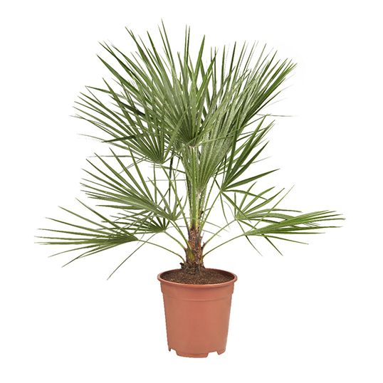 Blaze Beoordeling Modieus Palm Tranchycarpus 60-70 cm koop je bij Tuincentrum De Boet